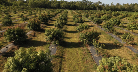 Aerial view of fertile Florida agricultural land with tropical vegetation